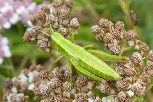 Réf. 239 540 : Euthystira brachyptera